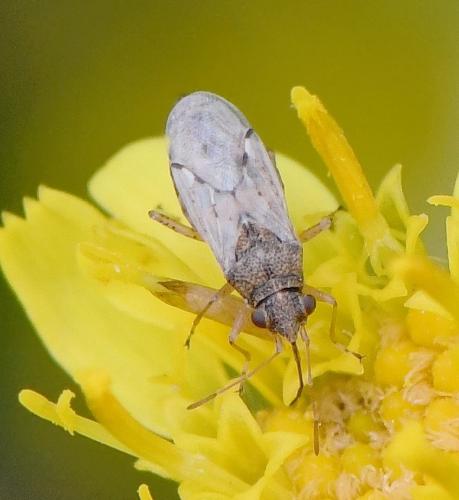 Réf. 242 236 : Nysius sp.